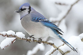 Blue Jay