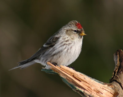 Common Redpoll in Algonquin Park