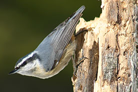 Red-breasted Nuthatch
