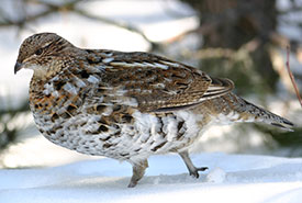 Ruffed Grouse