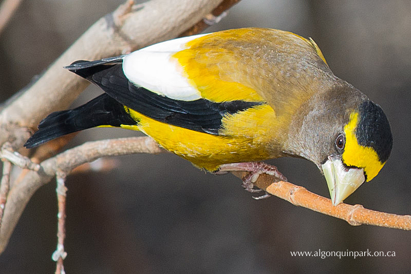 Male Evening Grosbeak in Algonquin Park