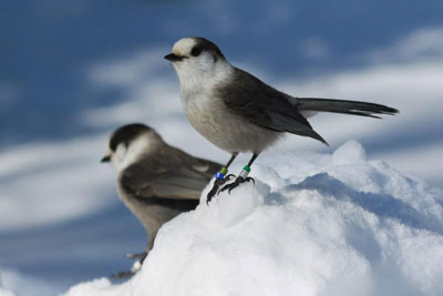 Gray Jay in Winter