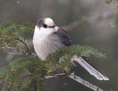 Canada Jay in Algonquin Park