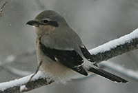 Northern Shrike