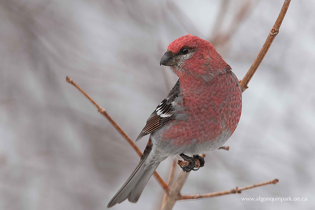 Pine Grosbeak in Algonquin Park