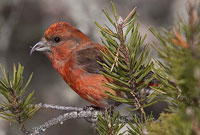 Red Crossbill