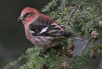 White-winged Crossbill