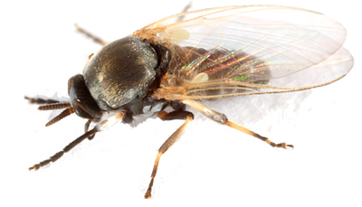 Mosquitoes &amp; Black Flies (Biting Insects) | Algonquin Provincial Park | The  Friends of Algonquin Park