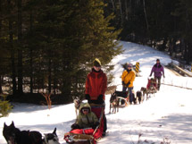 Dog Sledding