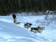 Dog Sledding in Algonquin Park