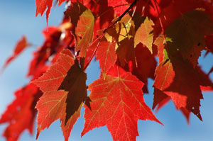 Red Maple in Algonquin Park