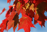 Red Maple Leaves During Fall in Algonquin Park