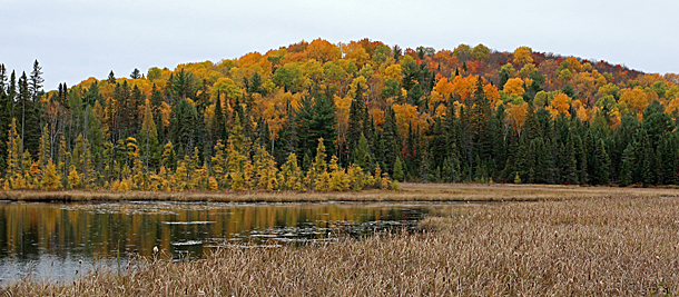 Algonquin Park Fall Colour on October 17, 2016
