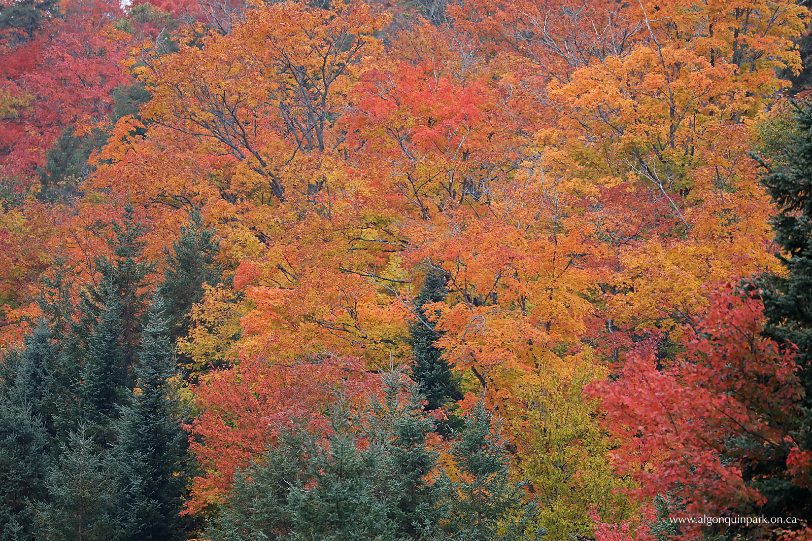 Fall Colour Report | Algonquin Provincial Park | The Friends of ...