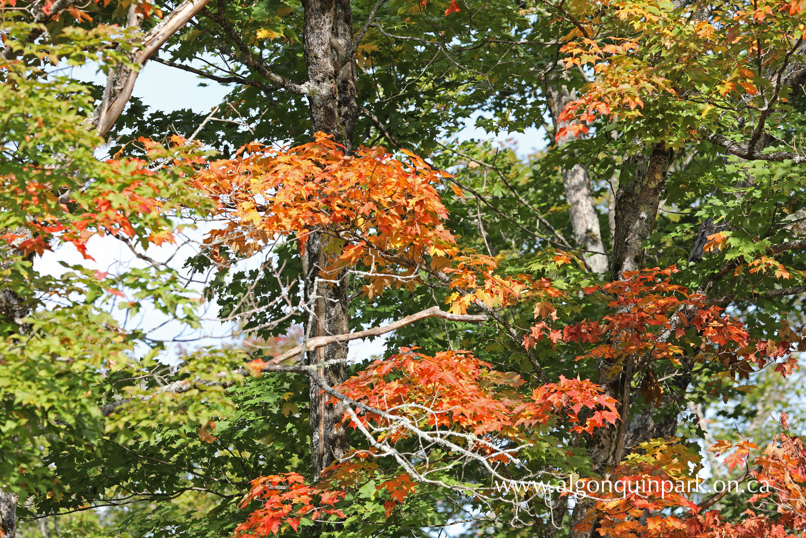 Maples along Highway 60 in Algonquin Park on September 12, 2022