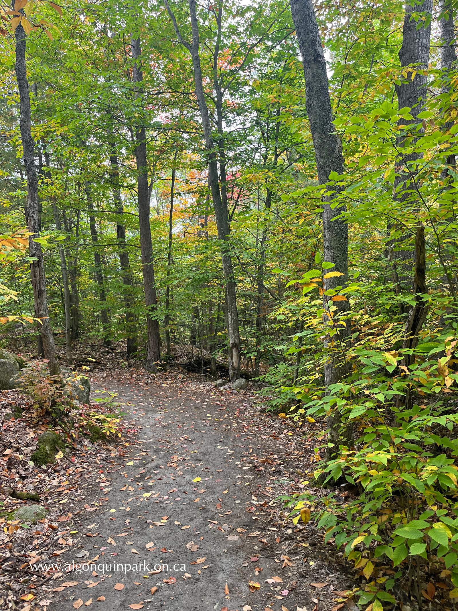 Understory fall colour at the Lookout Trail in Algonquin Park on September 17, 2022