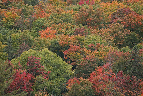 Fall colour on a hardwood hillside in Algonquin Park on September 27, 2022