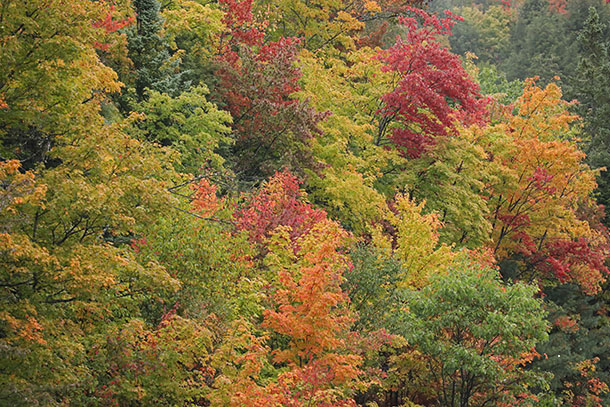 Fall colour along Highway 60 in Algonquin Park on September 27, 2022 (click to enlarge).