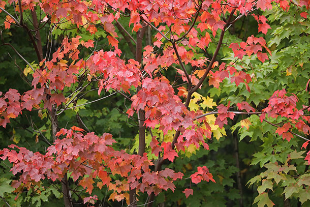 Red Maple in Algonquin Park on September 27, 2022