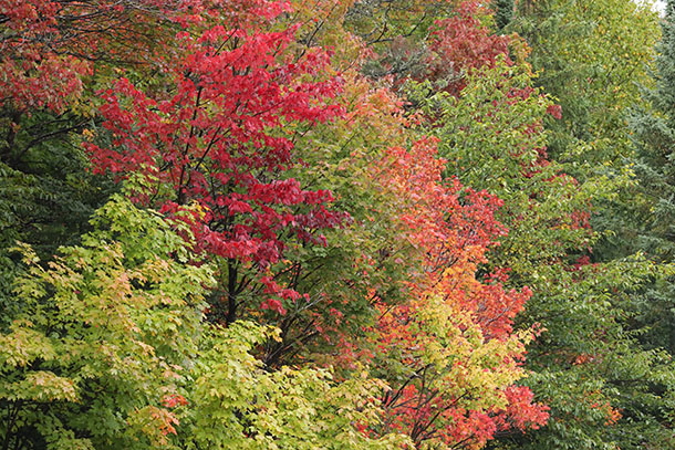 Fall colour in Algonquin Park on September 27, 2022