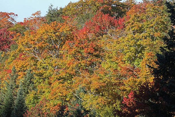 Fall colour in Algonquin Park on September 29, 2022.