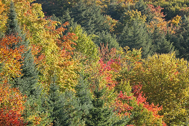 Fall colour along Highway 60 in Algonquin Park on September 29, 2022. 