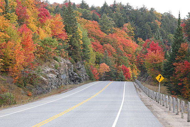 Image: At km 13 of Highway 60 in Algonquin Park on October 1, 2022. (click to enlarge).