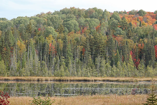 Image: Poplar (Aspen) and Tamarack dominated area at km 41 of Highway 60 in Algonquin Park on October 1, 2022. (click to enlarge).
