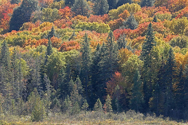 Image: Fall colour at km 48 of Highway 60 in Algonquin Park on October 4, 2022. (click to enlarge).