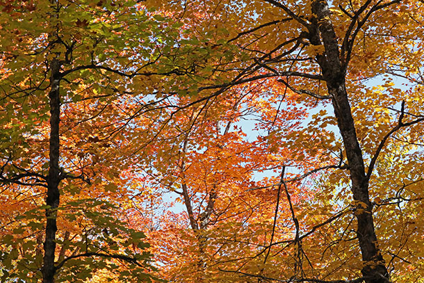 Fall colour in Algonquin Park on October 4, 2022