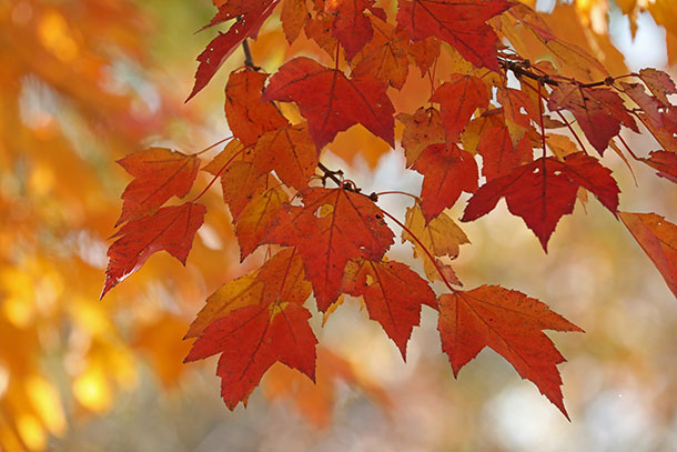 Red Maple leaves in Algonquin Park on October 4, 2022.