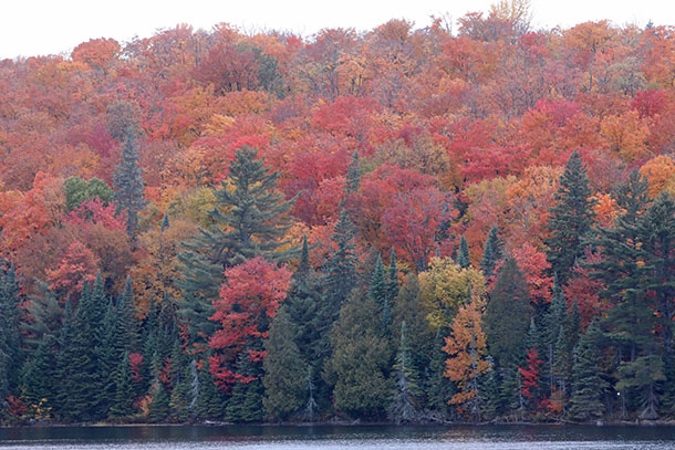Image: Fall colour in Algonquin Park on October 7, 2022. (click to enlarge).