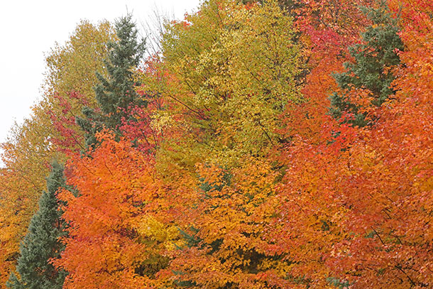 Image: Fall colour along Highway 60 in Algonquin Park on October 7, 2022. (click to enlarge).