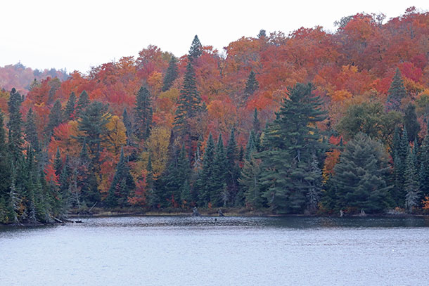 Image: Fall colour at km 10 of Highway 60 in Algonquin Park on October 7, 2022. (click to enlarge). 