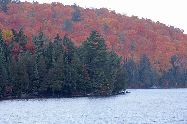Image: Fall colour Tea Lake in Algonquin Park on October 7, 2022. (click to enlarge).