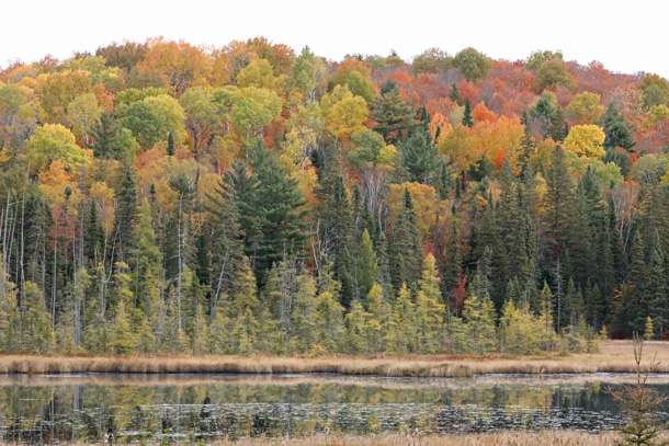 Fall colour at km 41 of Highway 60 in Algonquin Park on October 10, 2022.