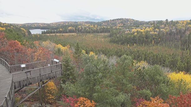 Image: Fall colour at the Algonquin Park Visitor Centre on October 13, 2022. (click to enlarge). 