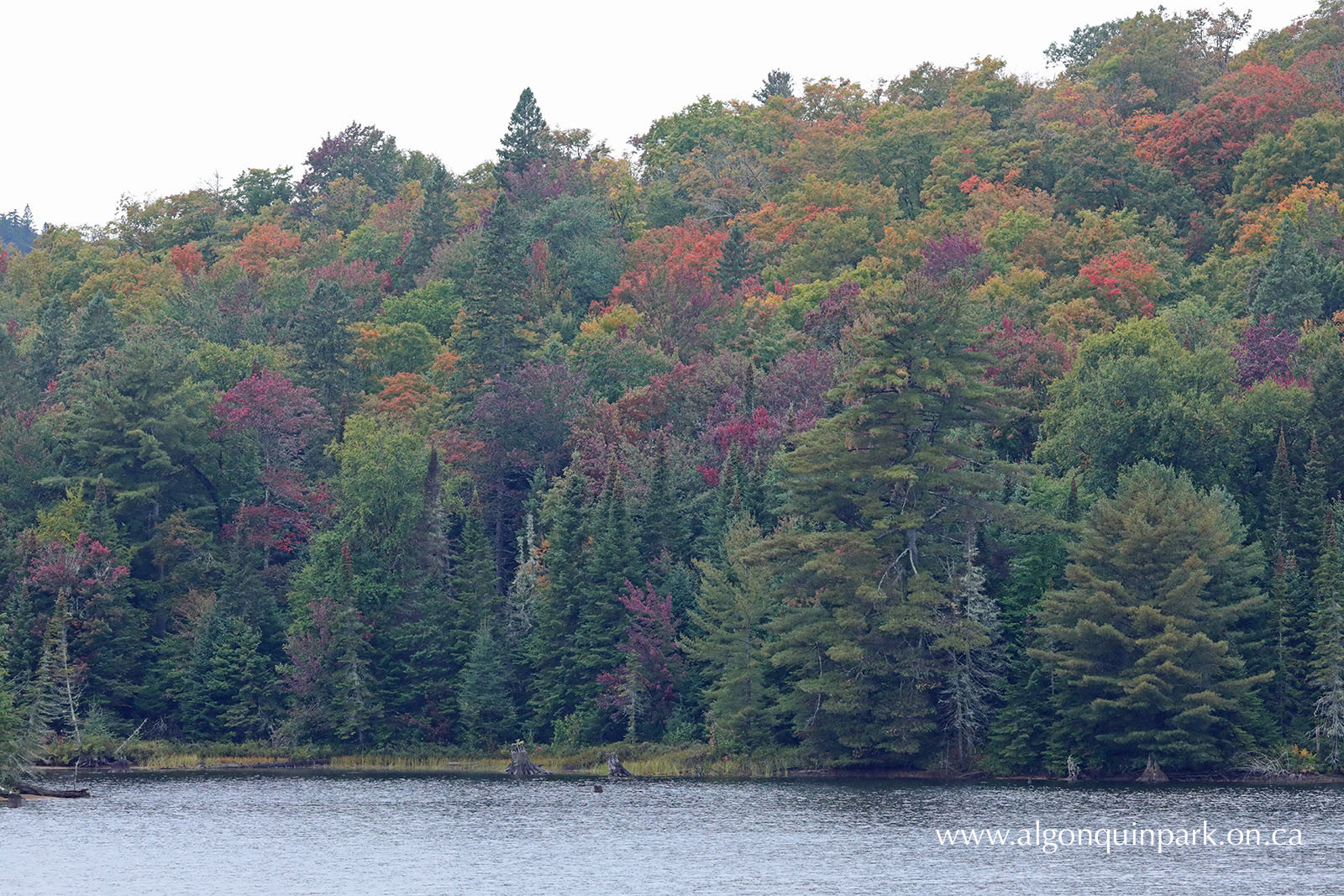 Fall Colour Report | Algonquin Provincial Park | The Friends of ...