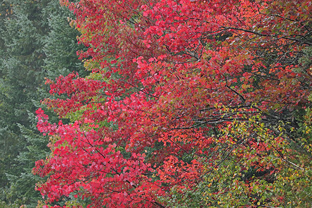 Fall colour in Algonquin Park on September 18, 2023