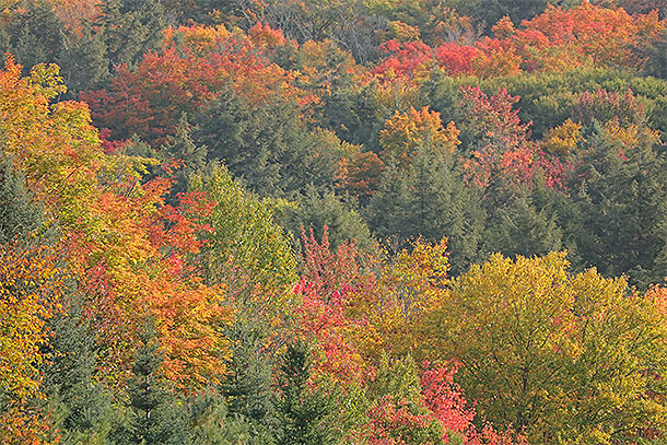 Fall colour along Highway 60 in Algonquin Park on September 25, 2023