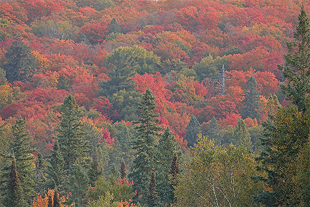 Fall colour at km 8 along Highway 60 in Algonquin Park on September 25, 2023