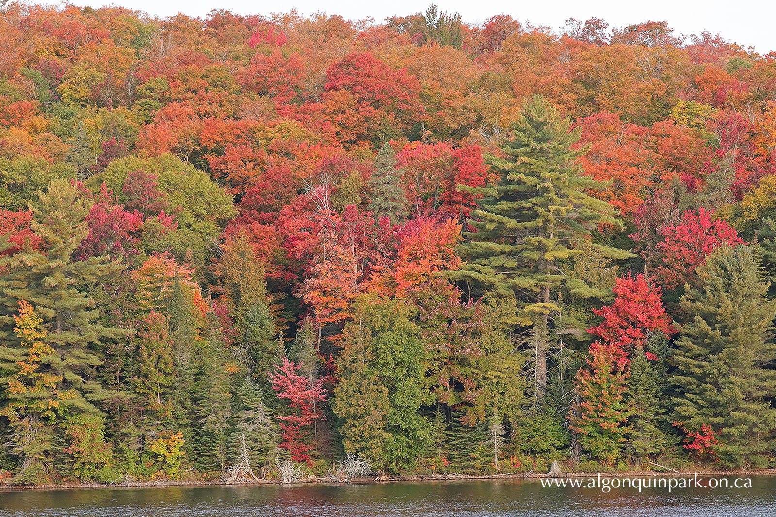 Fall Colour Report | Algonquin Provincial Park | The Friends of ...