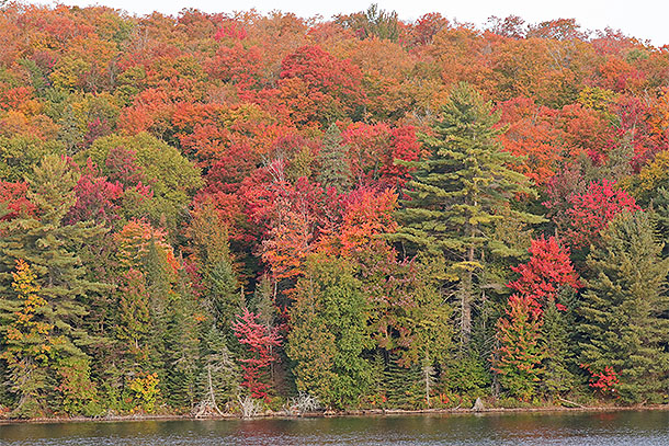 Fall colour at km 10 along Highway 60 in Algonquin Park on September 25, 2023