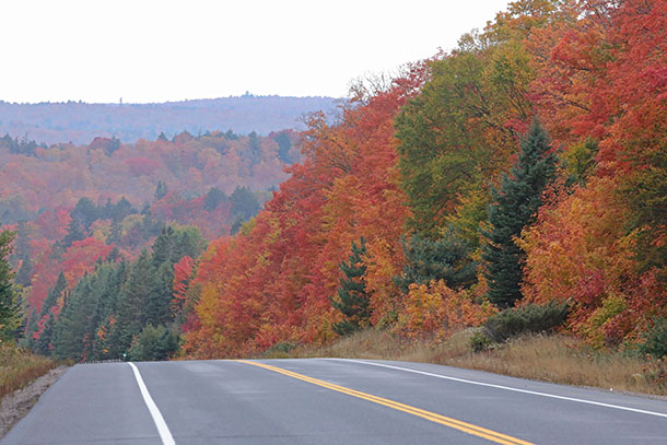 Fall colour in Algonquin Park on October 1, 2023