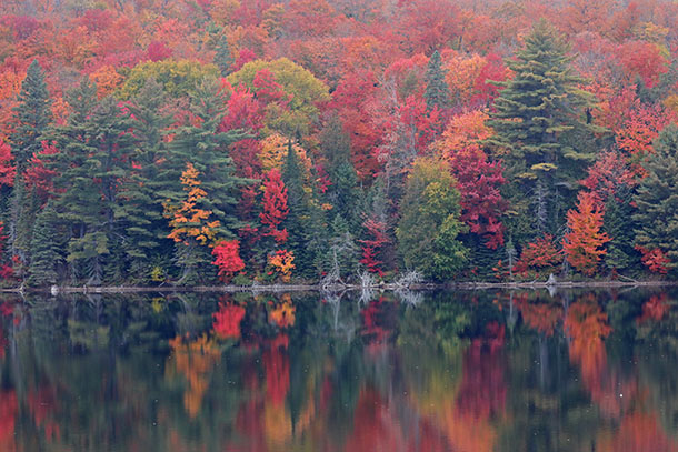 Fall colour in Algonquin Park on October 1, 2023