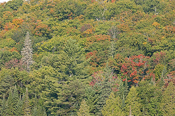 Along Highway 60 in Algonquin Park on September 13, 2024 (click to enlarge).