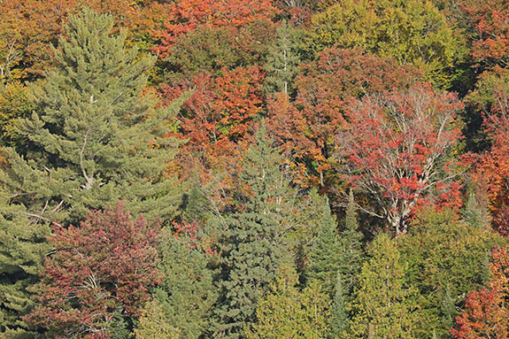 Fall colour along Highway 60 in Algonquin Park on September 30, 2024.