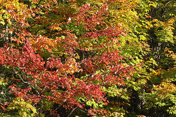 Fall colour along Highway 60 in Algonquin Park on September 30, 2024.
