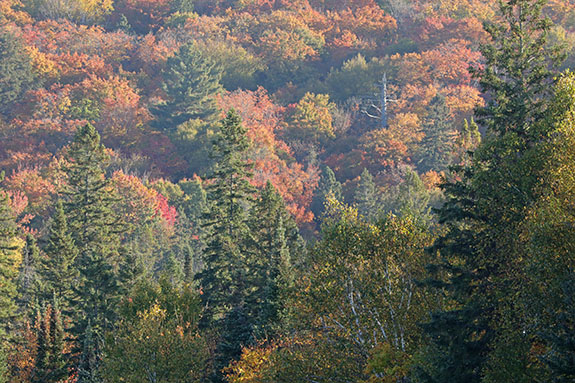 At km 8 of Highway 60 in Algonquin Park on September 30, 2024.