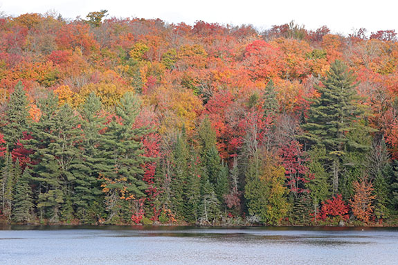 Fall colour along Highway 60 in Algonquin Park on October 7, 2024.